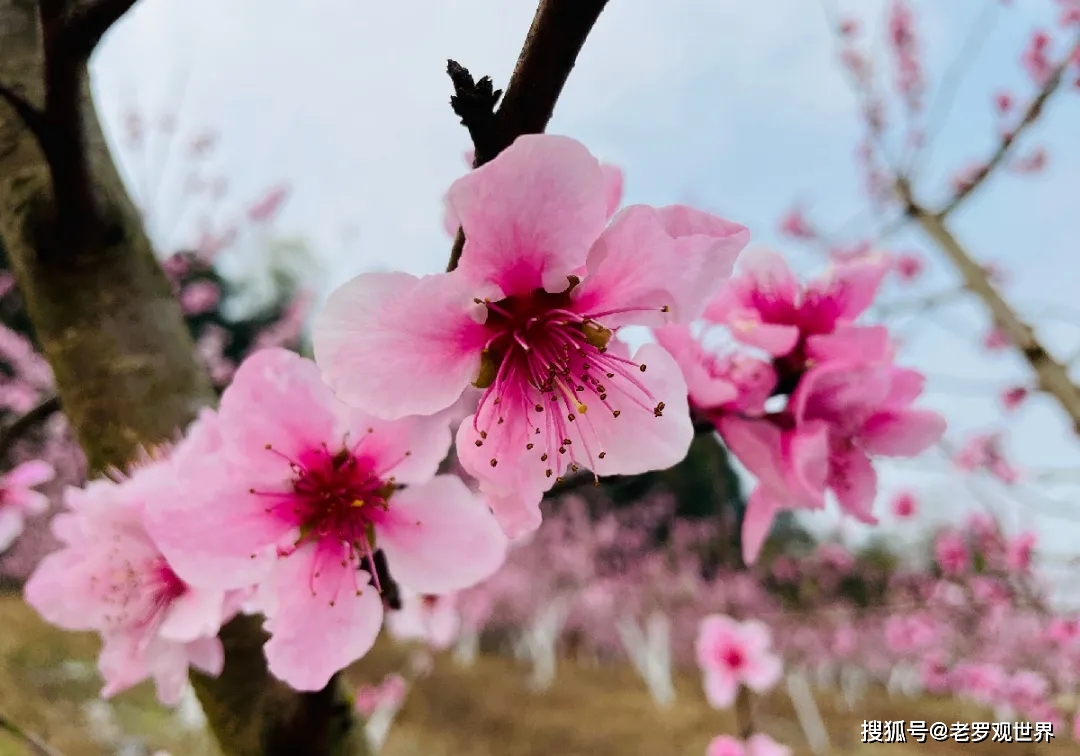 简阳| 最美春三月,踏春赏花这里来