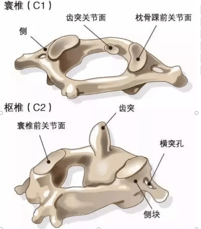 原创忆5年前最萌身高差夫妻谈枢椎齿状突发育畸形