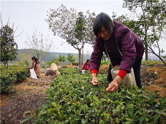 茶香满山野桐柏首批春茶开采