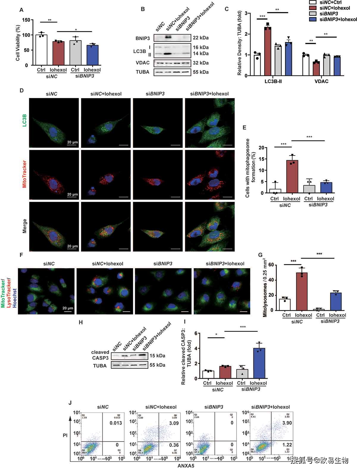 项目文章autophagy线粒体自噬缓解急性肾损伤的分子机制