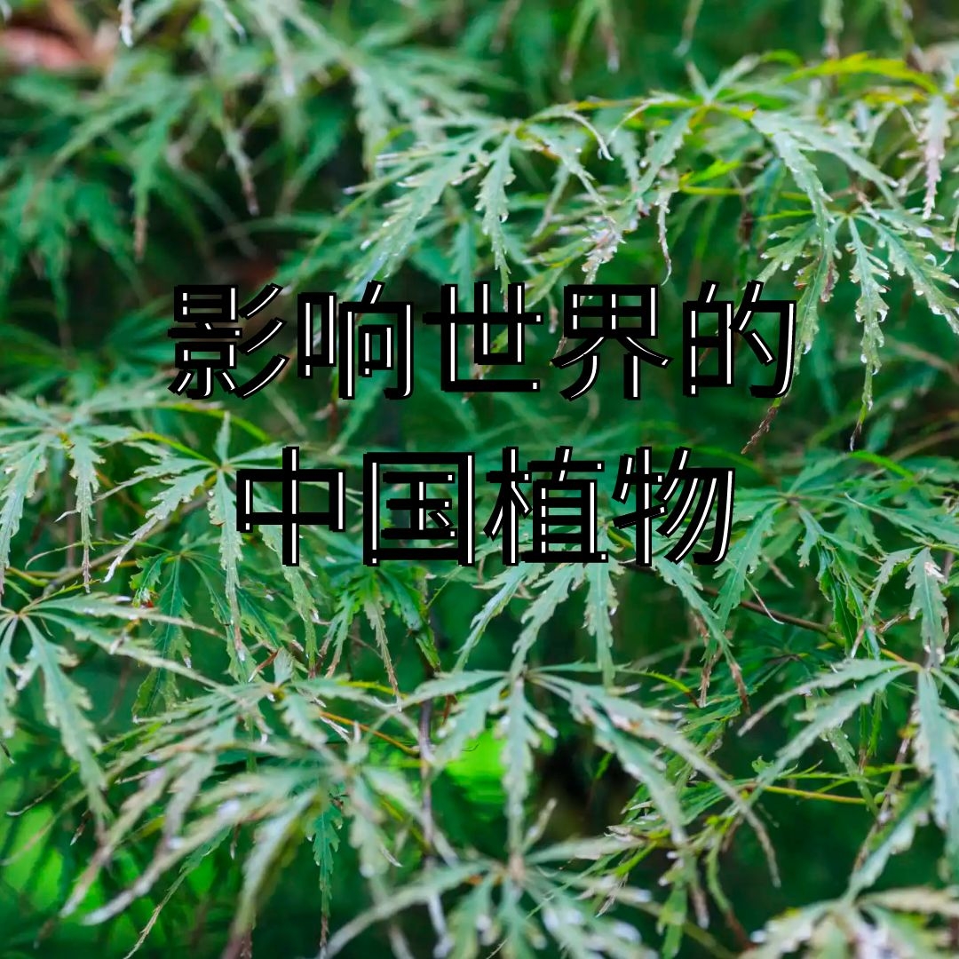 2020年度十大最受市场欢迎的纪录片榜单