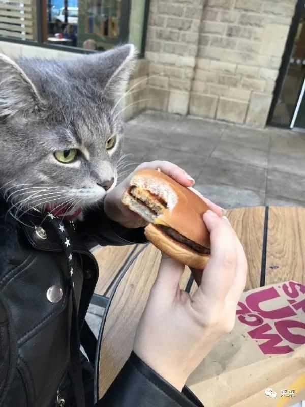 没找到外星人 但是抓拍到一只正在吃汉堡的"猫头人▼
