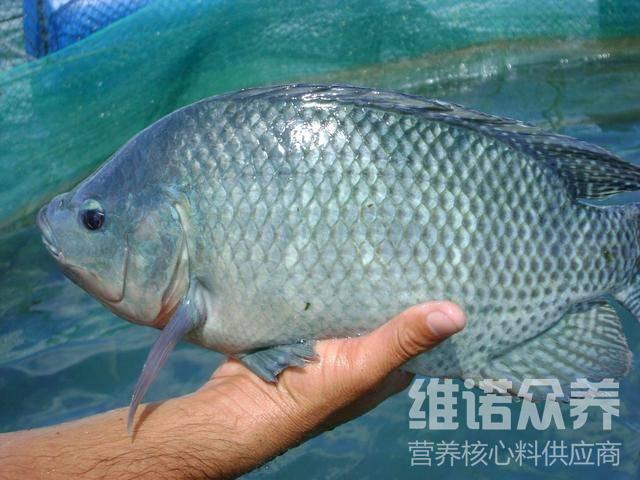 尼罗罗非鱼吃什么长快,罗非鱼专用饲料配方比
