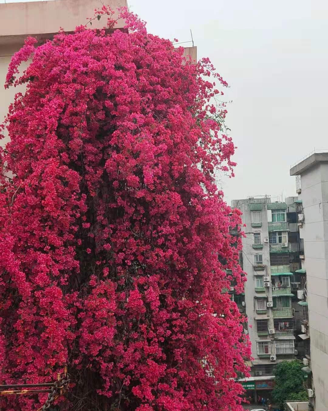 老人30年种出9层楼高勒杜鹃,红色瀑布爬满楼栋,成打卡圣地_广州市