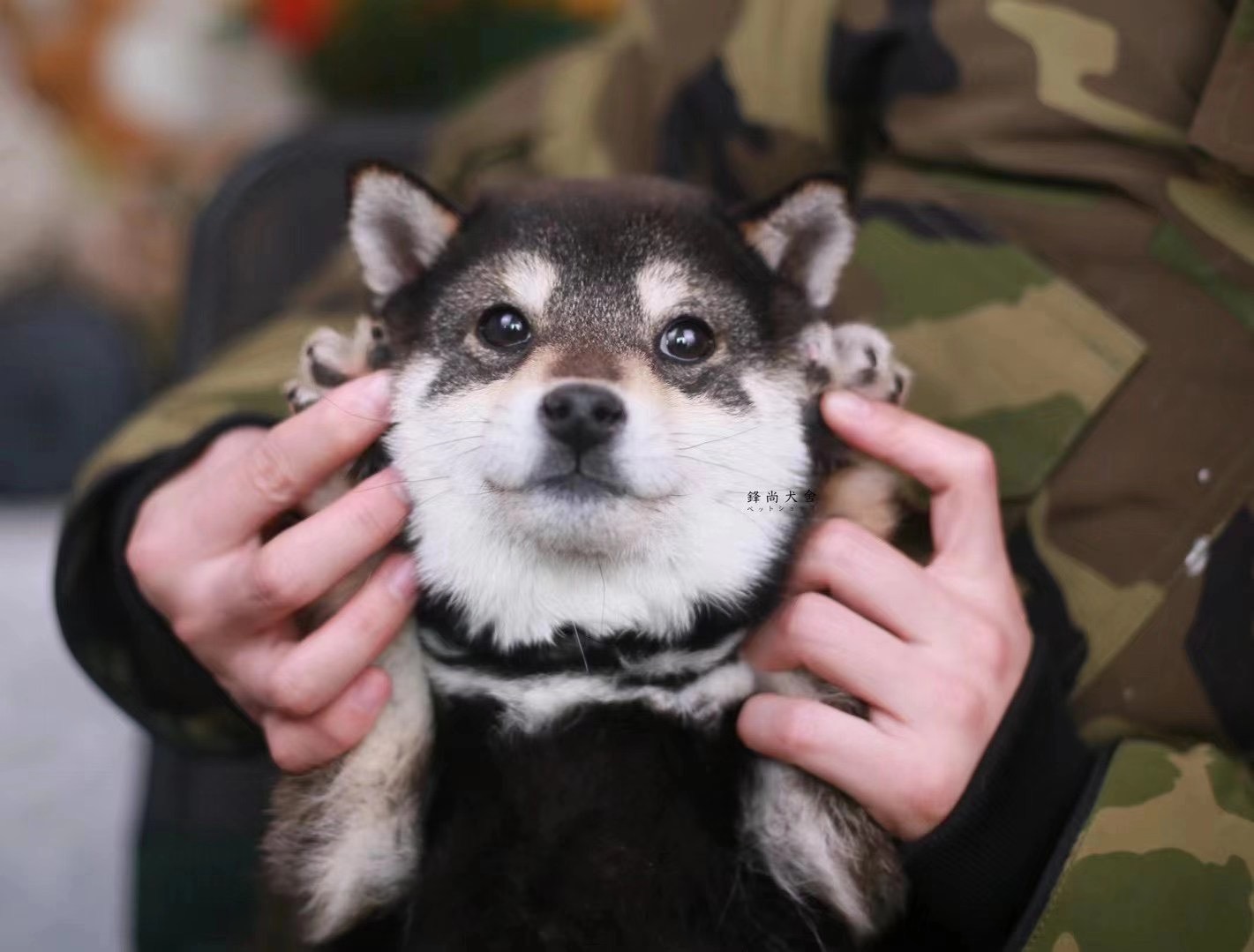 柴犬幼犬大概多少钱一只?柴犬价格深度剖析