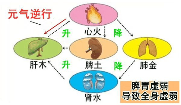 大白话说中医第一百一十七期元气逆行小病多病及全身不能拖