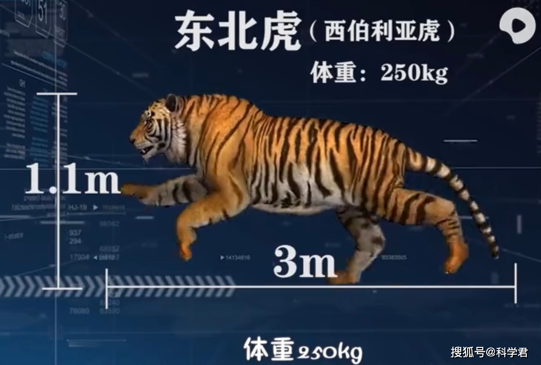 王者对决:当东北虎遇上非洲狮,你觉得谁更生猛?_老虎