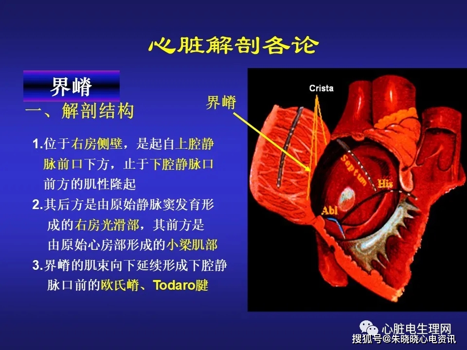 心脏电生理介入治疗相关解剖影像学