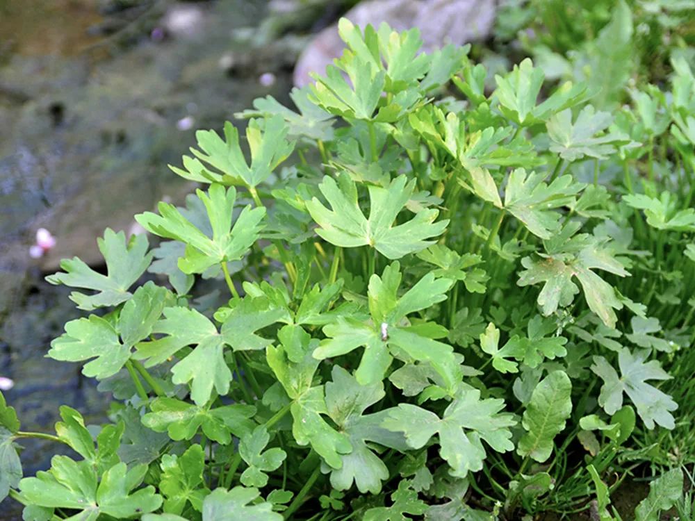 特别是叶子,几乎都和水芹菜一样了,故而石龙芮也有"野水芹"之称