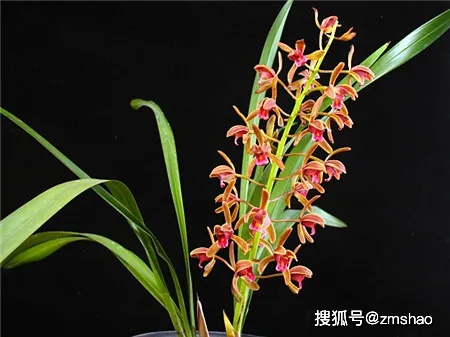 兰花品种大全组图