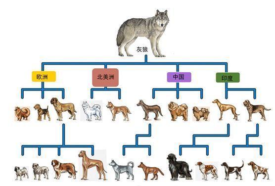 而猫,豹,狮子,老虎,猞猁等都是猫科动物,猫科动物共有14属38种.