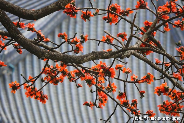 怡然影像|众芳丛里识英雄—木棉_张维屏