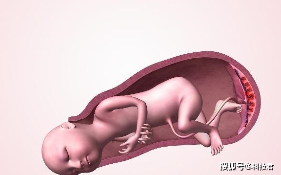 原创分娩后胎盘该如何处理?很多人可能不了解,不妨来看看