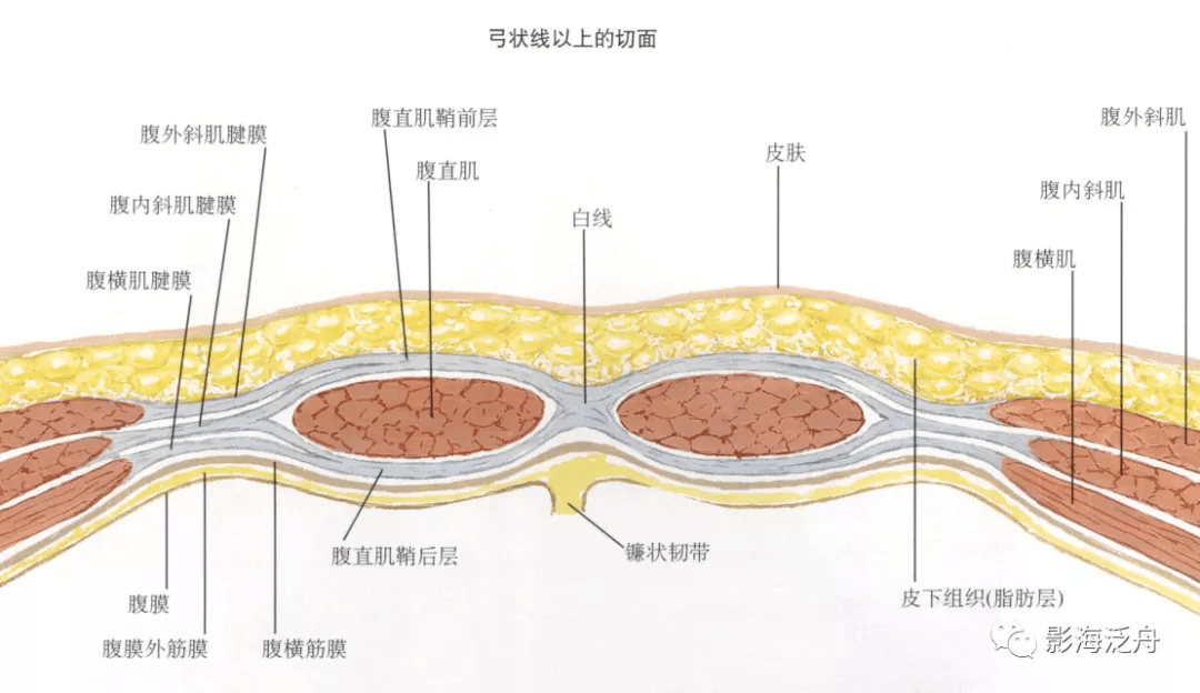 前腹壁肌层的解剖主要与弓状线相关,如下所示:前腹壁肌层的解剖rsh的