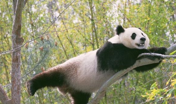 一级重点保护动物,"国宝"大熊猫,可爱呆萌为国争光