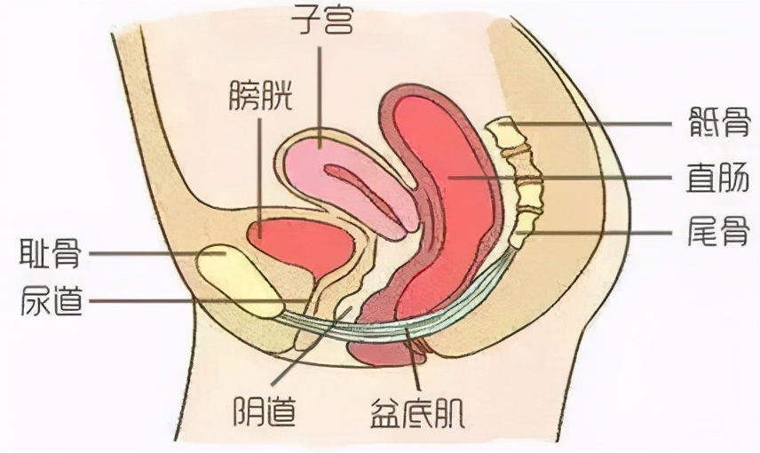 时间长了还可能会出现盆腔的脏器脱垂,阴道膨出,膀胱