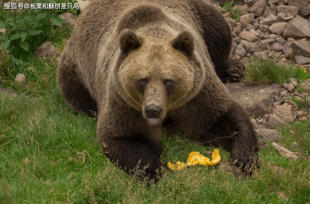 北极熊条件艰苦还纯肉食别的熊实力强环境好怎么成了杂食动物