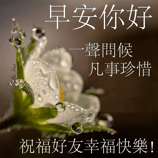 原创早上好的问候语唯美图片带鲜花,早上祝福语温馨句子加表情