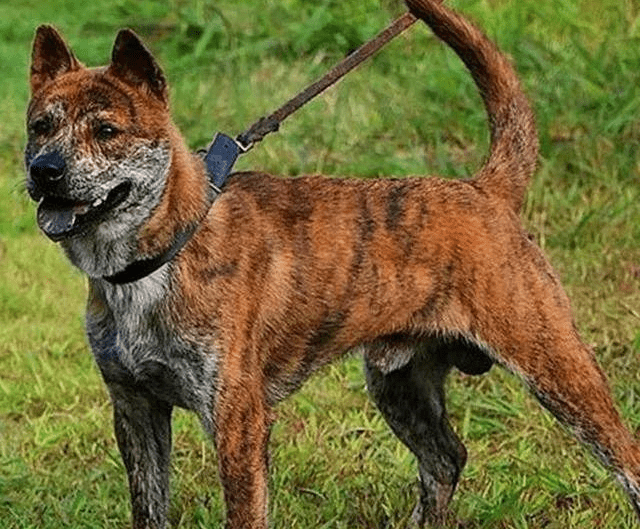 top5:狼青犬