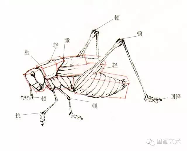 蝈蝈的工笔和写意画法