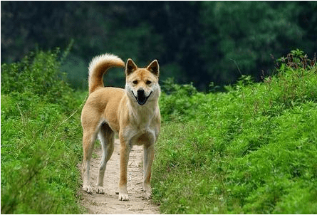 top6:虎斑犬