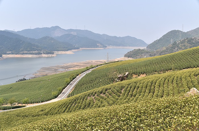 春日游宁波横溪水库茶场