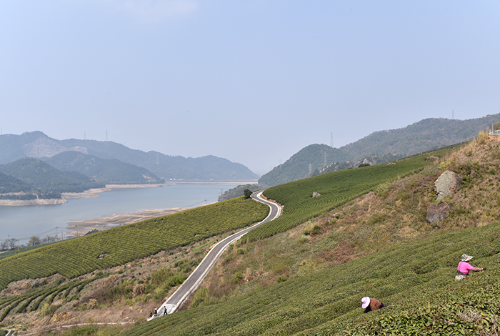 春日游宁波横溪水库茶场