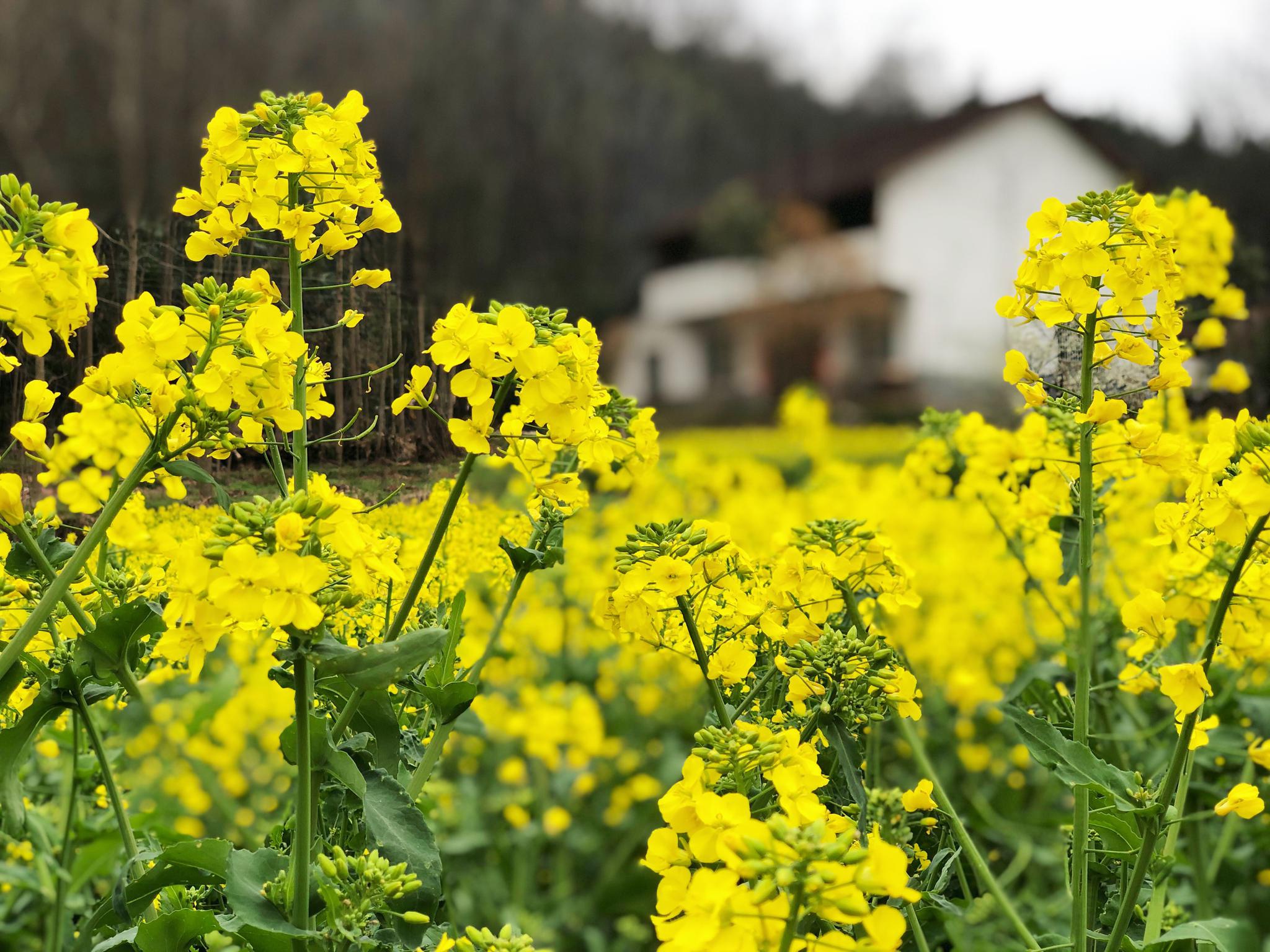 2021中国最美油菜花海.汉中旅游文化节南郑分会场启动