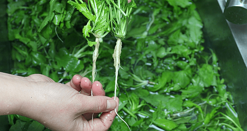 第二步,锅内加入清水,用大火烧开,然后把荠菜放入锅中焯水.