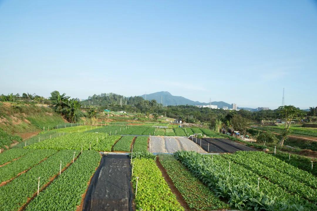 童乐一号(鼎和盛集团石岩料坑种植基地)农业产学研示范基地童乐一号