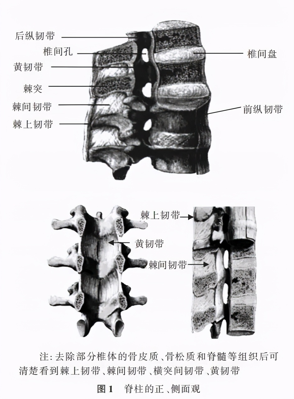 个椎骨棘突尖端的纵行韧带,上起自第7颈椎棘突尖,向下延伸到骶正中嵴