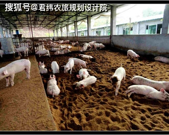农村小型养猪场设计图 4款最低成本科学养猪简易猪栏猪舍建造图_猪圈