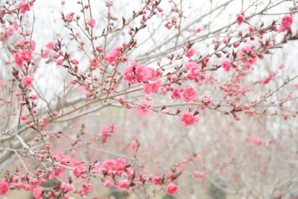 "桃花运"说法的来源是什么?为什么是"桃花"而不是别的