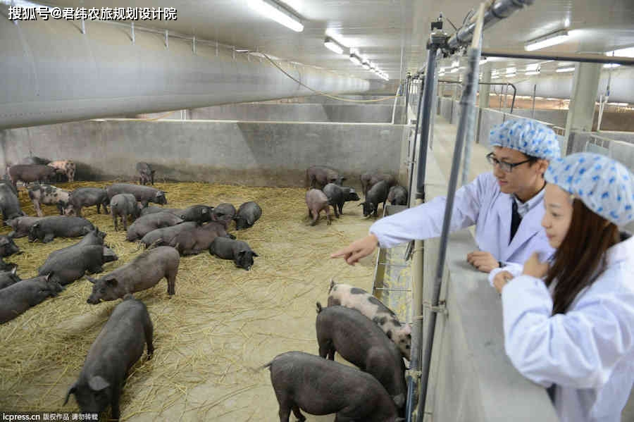 农村小型养猪场设计图 4款最低成本科学养猪简易猪栏猪舍建造图