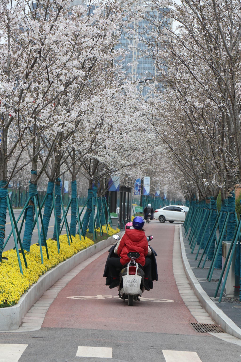 凤滁路上春光好樱花绽放游人醉