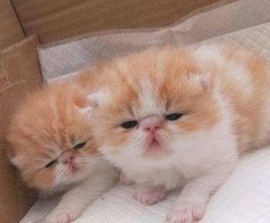 加菲猫生了5只小猫猫其中一只很像特务确定是亲生的吗