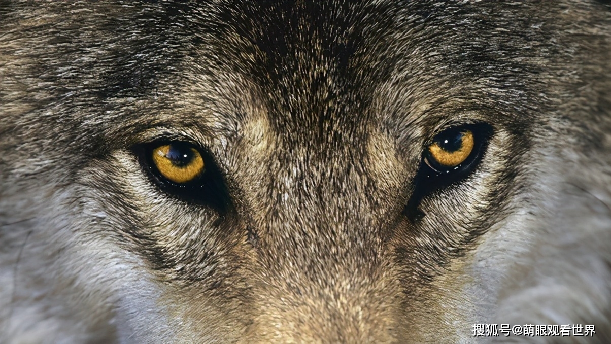 5.狼眼睛绝大部分都是黄色,而狗可以有多种颜色.