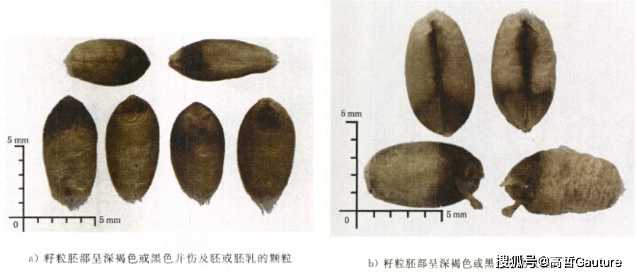 小麦不完善粒鉴别