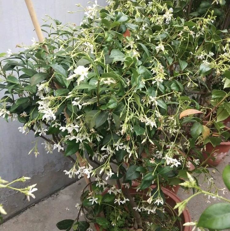 原创一种茉莉花真特殊,花朵就像白色风车,秋风吹过满树飘香