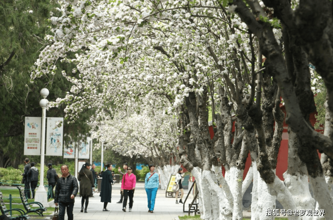北京及国内主要景点赏花攻略