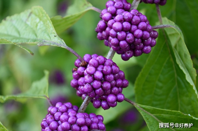 这种植物叫紫珠果实太漂亮了