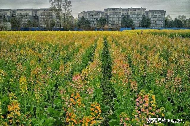 郫都宝华村温江距离成都非常近,周末踏春赏油菜花最适合不过,温江和盛