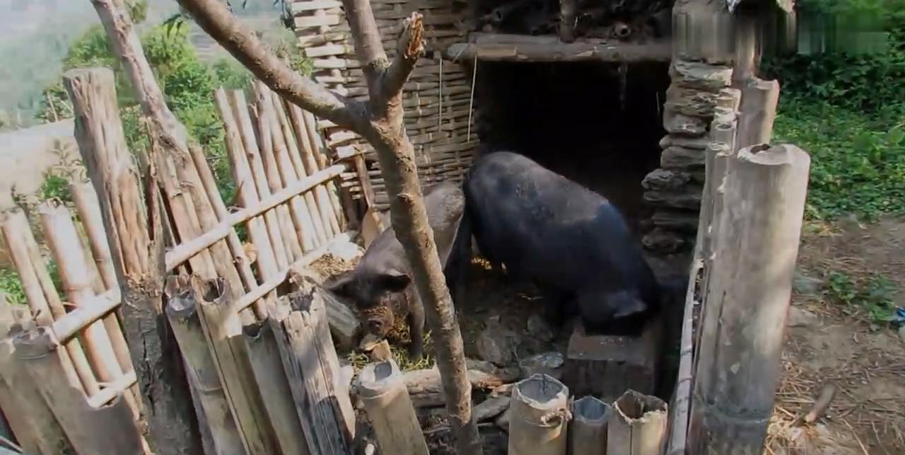 尼泊尔的农村猪栏,半开放式,大黑猪,当地人很少养猪