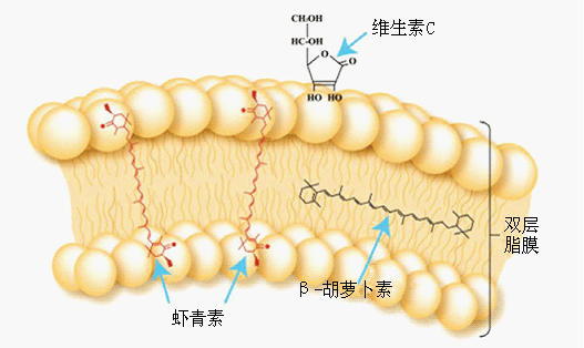 正是由于天然虾青素的分子结构上既有亲水基团又有疏水性基团,因此