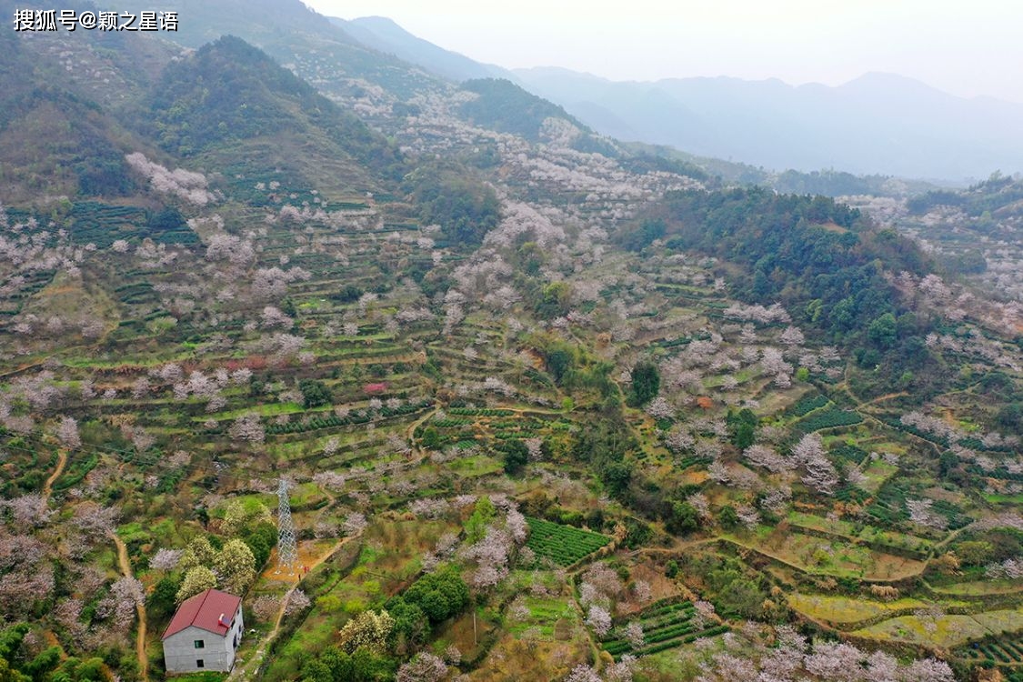 王可湾,董家庄,清潭坑,岗竹山,赏樱胜地,十里樱花十里尘_嵊州