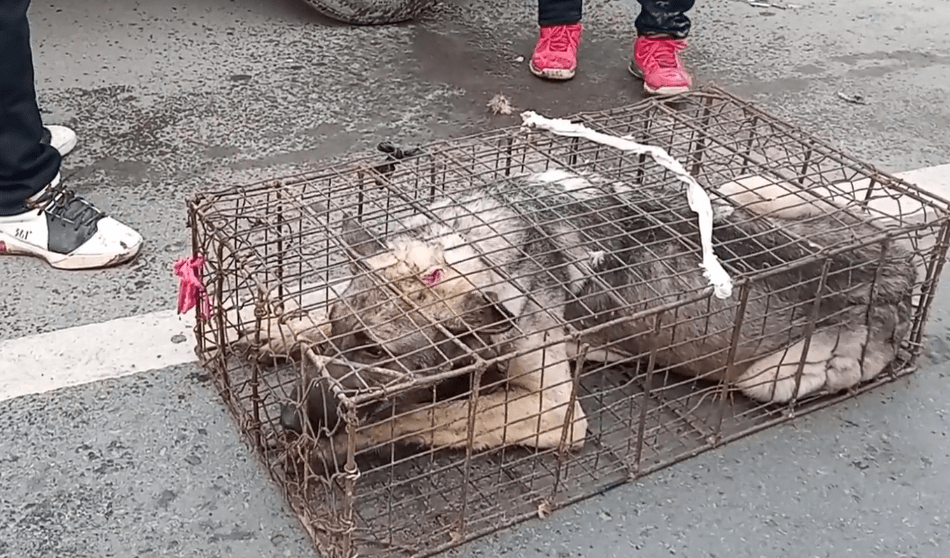 河南:刚从狗肉车下来又上了另一辆狗肉车,狗狗的无助