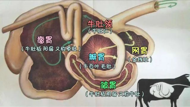 牛的四个胃,我们一个也没放过_瓣胃