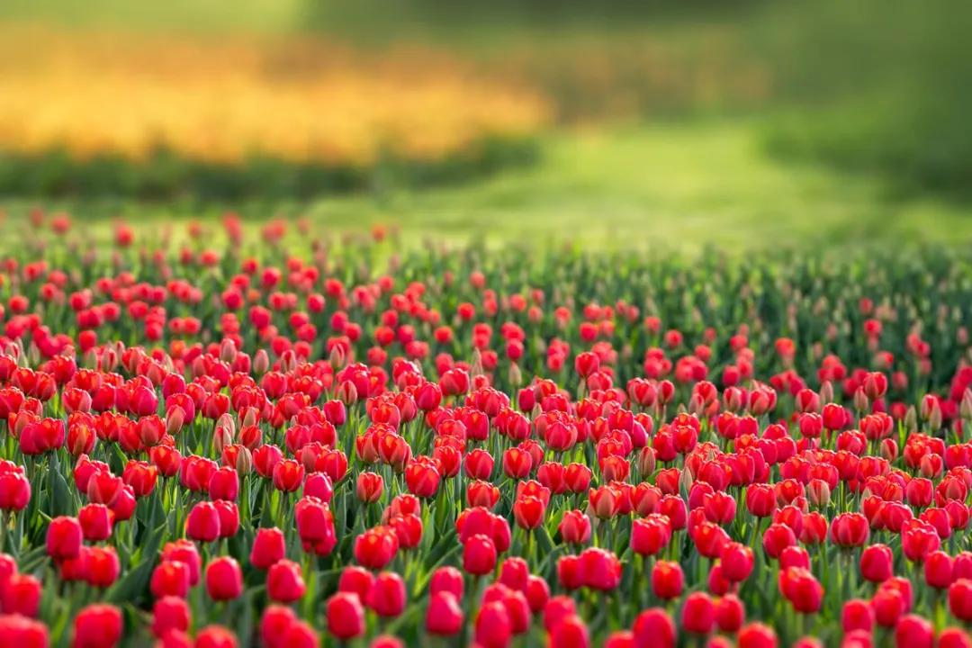 赏花时间:3~5月赏花地点:合肥植物园,四季花海公园,祥源花世界景区