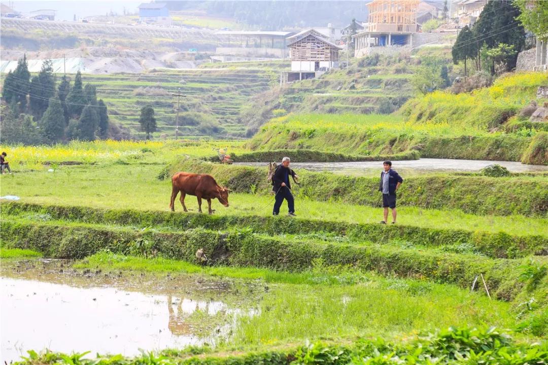 正值春耕时节,当地村民牵着牛在田间劳作.