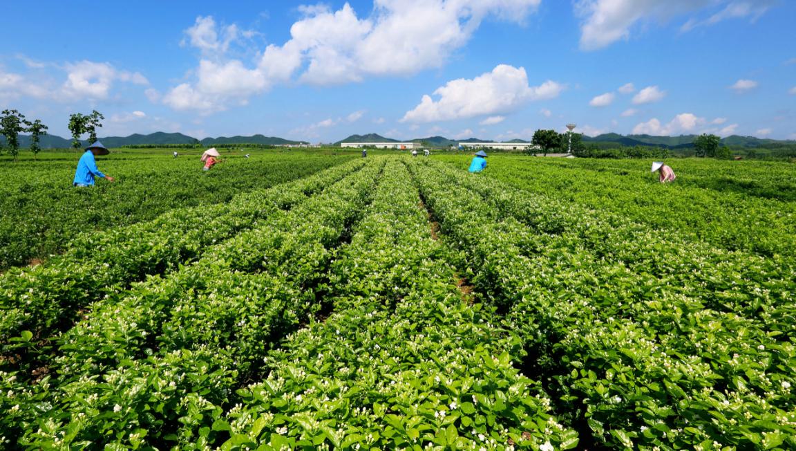 横县:茉莉花剪枝,春管增收两不误